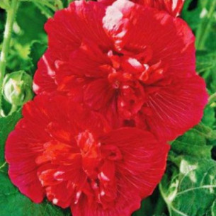 Шток-роза Майоретте, красная Семена однолетних цветов -фото №