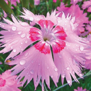 Гвоздика Розовый Амур Семена многолетних цветов -фото №