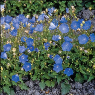 Колокольчик Карпатский Семена многолетних цветов -фото