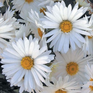 Хризантема Майская Королева Семена многолетних цветов -фото