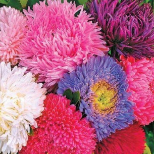 Астра Королевский Розмер, смесь Семена многолетних цветов -фото