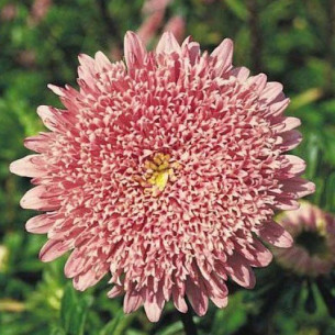 Астра Принцесса, лососево-розовая Семена многолетних цветов -фото
