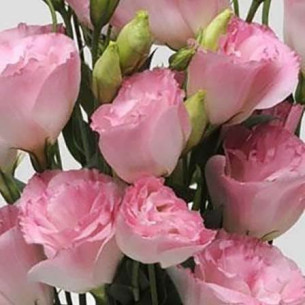 Эустома АВС 2 F1, розовая, махровая Семена многолетних цветов -фото