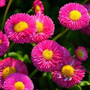 Стокротка Бал Роз, розовая (семена) Семена однолетних цветов -фото