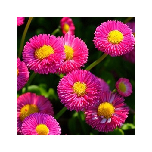 Стокротка Бал Роз, розовая (семена) Семена однолетних цветов -фото