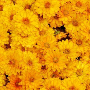 Хризантема индийская Повесть Осени Семена многолетних цветов -фото №