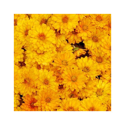 Хризантема индийская Повесть Осени Семена многолетних цветов -фото №