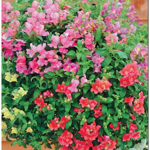 Антиринум Снеппи F1, смесь Семена однолетних цветов -фото