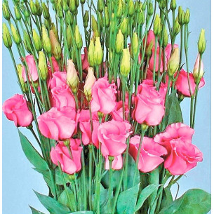 Эустома АВС 2 F1, розовый туман Семена однолетних цветов -фото №