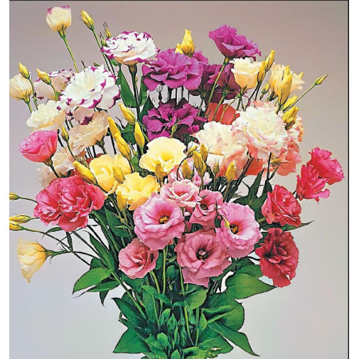 Эустома АВС 2 F1, смесь Семена однолетних цветов -фото