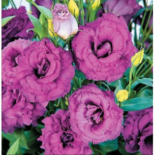 Эустома АВС 3 F1, пурпурная Семена однолетних цветов -фото