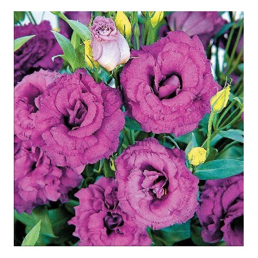 Эустома АВС 3 F1, пурпурная Семена однолетних цветов -фото №