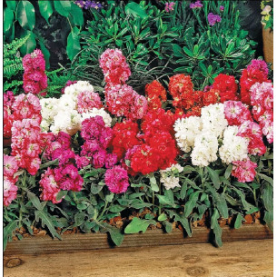 Маттиола Винтаж, смесь, махровая Семена однолетних цветов -фото