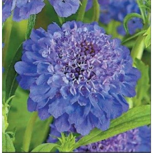 Скабіоза махрова, лавандово-синя Семена однолетних цветов -фото №