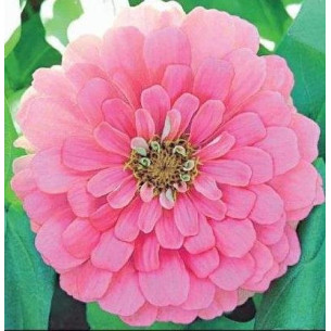 Цинія Супер Йога, лососева (насіння) Семена однолетних цветов -фото №