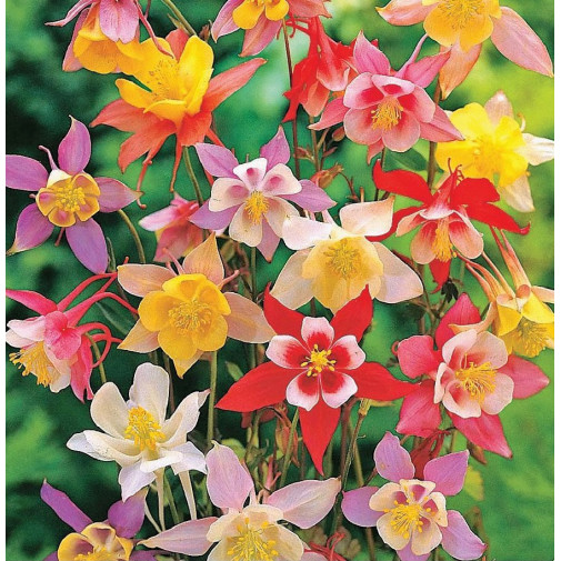 Аквилегия гибридная Бидермеер, смесь Семена многолетних цветов -фото