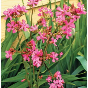 Лихнис вискария Розовый блеск Семена многолетних цветов -фото