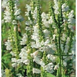 Физостегия виргинская, белая (семена) Семена многолетних цветов -фото