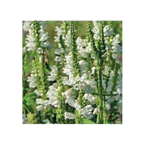 Физостегия виргинская, белая (семена) Семена многолетних цветов -фото