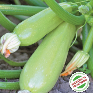 Кабачок Эзра F1, салатовый Семена -фото