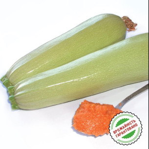 Кабачок Сангрум F1, салатовый Семена кабачков -фото