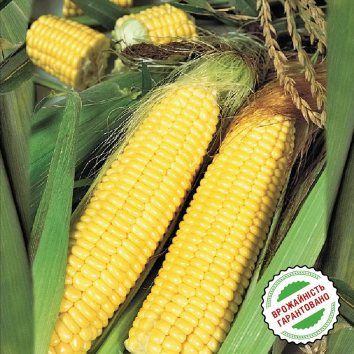 Кукуруза Трофи F1 Семена кукурузы -фото