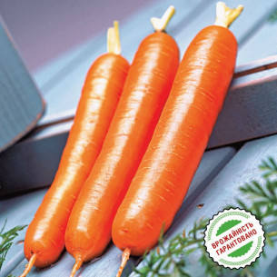 Морковь Дордонь F1, поздняя Нантский тип Семена моркови -фото №