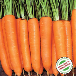 Морковь Колтан F1, нантского типа Семена -фото