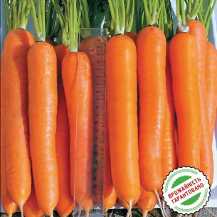 Морковь Лагуна F1, ранняя нантского типа Семена моркови -фото №