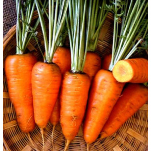 Морковь Ред Коред, средне-ранний тип Шантане Семена моркови -фото №