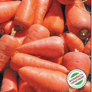 Морковь Редко, поздняя тип Шантане Семена моркови -фото №