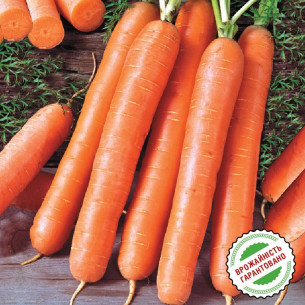 Морковь Ройал Форто Семена моркови -фото
