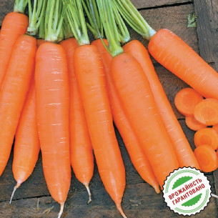 Морковь Сиркана F1, поздняя Нантский тип Семена моркови -фото