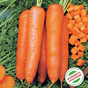 Морковь Скарла, поздняя тип Флакке Семена моркови -фото