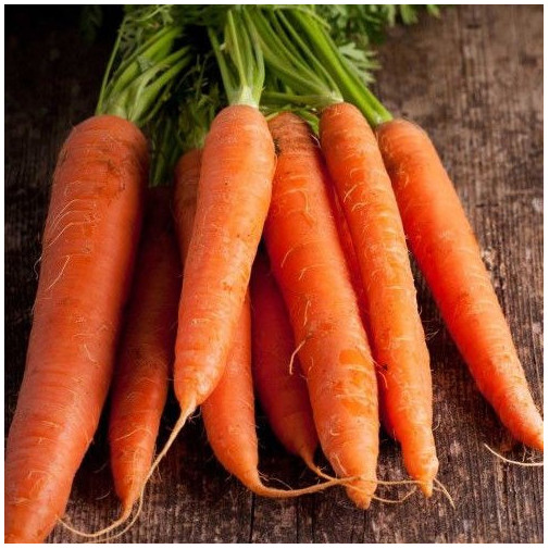 Морковь Каротан Семена -фото