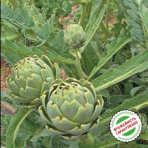 Артишок Зеленый Глобус (семена) Семена пряностей -фото