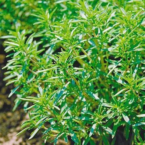Чабер садовый Саммер Савори (семена) Семена пряностей -фото