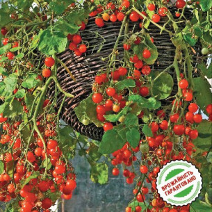 Томат Балконе Ред F1, черри красный Семена томатов -фото