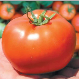 Томат Бобкат F1, большой круглый Семена томатов -фото