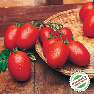 Томат Рио Гранде, слива Семена томатов -фото