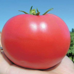 Томат Тарпан F1, розовый Семена томатов -фото