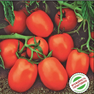 Томат Чибли F1, кубовидно овальный Семена томатов -фото