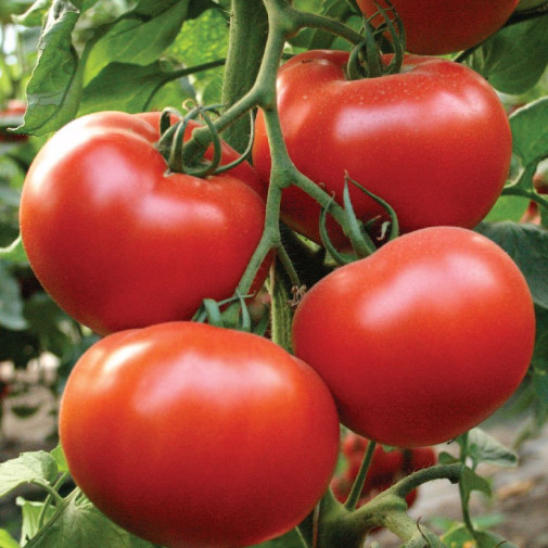 Томат Аксиома F1, сердцевидный Семена томатов -фото