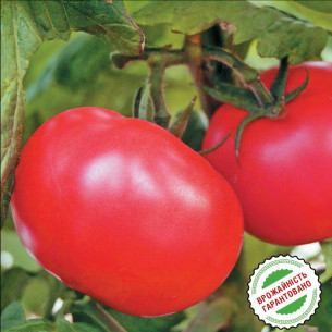 Томат Картье F1, округлый Семена томатов -фото