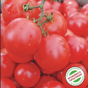 Томат Тесте F1, круглый Семена томатов -фото