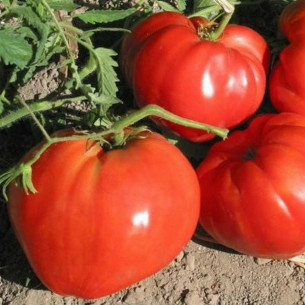 Томат Воловье сердце Семена томатов -фото