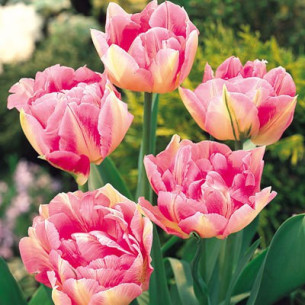 Тюльпан Peach Blossom Махровые тюльпаны -фото