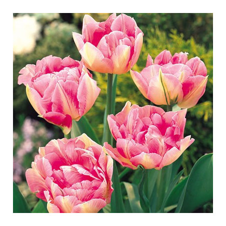 Тюльпан Peach Blossom Махрові тюльпани -фото №
