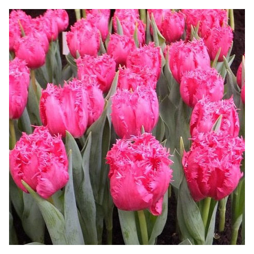 Тюльпан Kingston Бахромчатые тюльпаны -фото