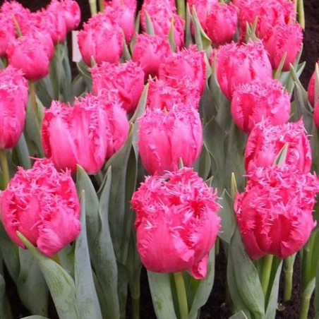 Тюльпан Kingston Бахромчатые тюльпаны -фото
